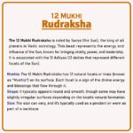 १२ Mukhi Nepal Rudraksha ( १२ मुखी नेपाळ रुद्राक्ष ) - Image 2