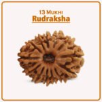 13 Mukhi Rudraksha Nepal ( १३ मुखी नेपाळ रुद्राक्ष )