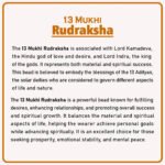 13 Mukhi Rudraksha Nepal ( १३ मुखी नेपाळ रुद्राक्ष ) - Image 2