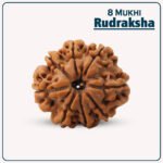 8 Mukhi Rudraksha Nepal ( ८ मुखी नेपाळ रुद्राक्ष )
