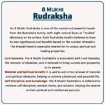 8 Mukhi Rudraksha Nepal ( ८ मुखी नेपाळ रुद्राक्ष ) - Image 2
