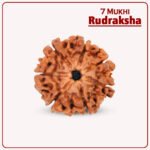 ७ Mukhi Rudraksha Nepal ( ७ मुखी नेपाळ रुद्राक्ष )