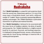 ७ Mukhi Rudraksha Nepal ( ७ मुखी नेपाळ रुद्राक्ष ) - Image 2