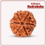 6 Mukhi Rudraksha Nepal ( ६ मुखी नेपाळ रुद्राक्ष )