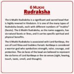 6 Mukhi Rudraksha Nepal ( ६ मुखी नेपाळ रुद्राक्ष ) - Image 2