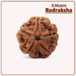 5 Mukhi Rudraksha Nepal ( ५ मुखी नेपाळ रुद्राक्ष )