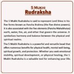 5 Mukhi Rudraksha Nepal ( ५ मुखी नेपाळ रुद्राक्ष ) - Image 2
