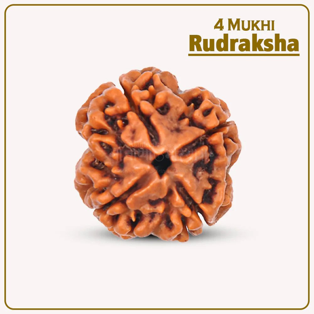 ANR16 4 Mukhi Rudraksha Nepal ( ४ मुखी नेपाळ रुद्राक्ष ) - Image 1