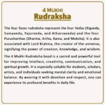 4 Mukhi Rudraksha Nepal ( ४ मुखी नेपाळ रुद्राक्ष ) - Image 2