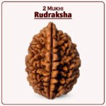 Two Mukhi Kaju Nepal Rudraksha ( २ मुखी नेपाळ रुद्राक्ष )