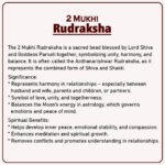Two Mukhi Kaju Nepal Rudraksha ( २ मुखी नेपाळ रुद्राक्ष ) - Image 2