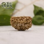 One Mukhi Rudraksha ( १ मुखी नेपाळ रुद्राक्ष )
