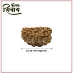 One Mukhi Rudraksha ( १ मुखी नेपाळ रुद्राक्ष ) - Image 2