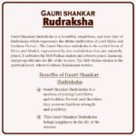 Gauri-Shankar Rudraksha (Nepali - Medium) ( गौरी शंकर नेपाळ रुद्राक्ष ) - Image 2