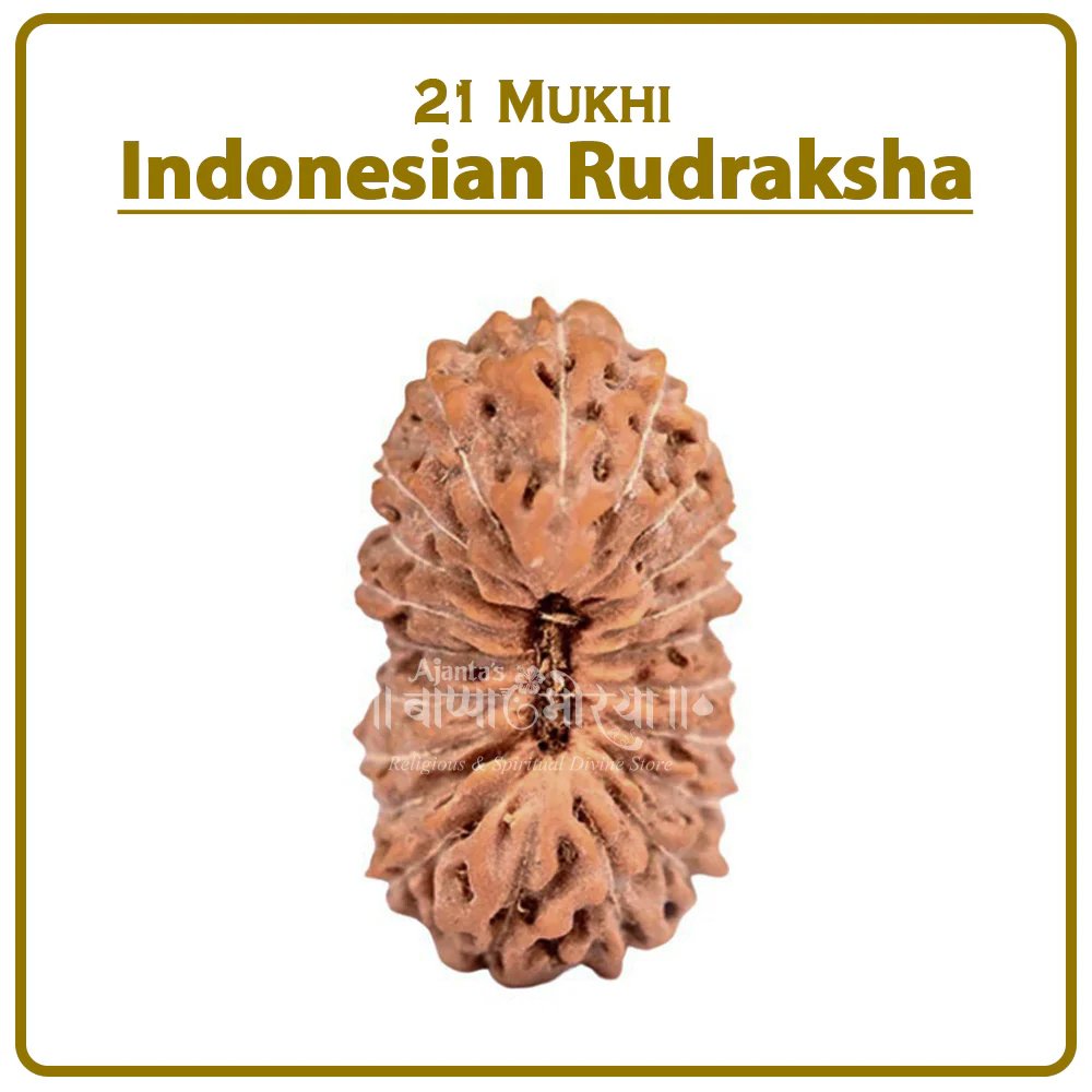 ANR21 21 Mukhi Rudraksha Indonesia ( २१ मुखी इंडोनेशिया रुद्राक्ष ) - Image 1