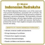 21 Mukhi Rudraksha Indonesia ( २१ मुखी इंडोनेशिया रुद्राक्ष ) - Image 2
