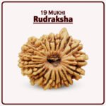 19 Mukhi Nepal Rudraksha ( १९ मुखी नेपाळ रुद्राक्ष )