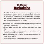 19 Mukhi Nepal Rudraksha ( १९ मुखी नेपाळ रुद्राक्ष ) - Image 2