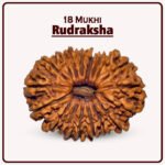 18 Mukhi Nepal Rudraksha ( १८ मुखी नेपाळ रुद्राक्ष )