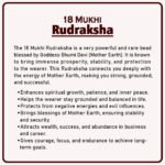 18 Mukhi Nepal Rudraksha ( १८ मुखी नेपाळ रुद्राक्ष ) - Image 2