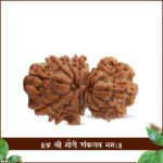 Natural Big Collector Gauri Shankar Rudraksha ( गौरी शंकर रुद्राक्ष )