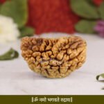 Ek Mukhi Rudraksha ( एक मुखी रुद्राक्ष )