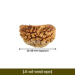 Ek Mukhi Rudraksha ( एक मुखी रुद्राक्ष ) - Image 3
