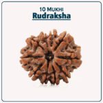 10 Mukhi Rudraksha ( १० मुखी रुद्राक्ष )