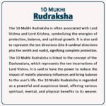10 Mukhi Rudraksha ( १० मुखी रुद्राक्ष ) - Image 2