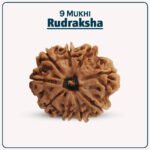 ९ Mukhi Rudraksha ( ९ मुखी रुद्राक्ष )