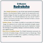९ Mukhi Rudraksha ( ९ मुखी रुद्राक्ष ) - Image 2