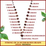 Vishwanath Mahadeva Indrani Mala – Indonesian Siddha Rudraksha Mala (1 to 21 Mukhi Divine Combination) ( विश्वनाथ महादेव इंद्राणी माला ) - Image 4